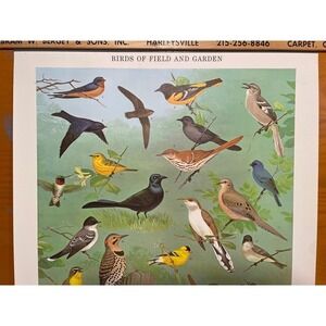 Birds of Field &‎ Garden Print Poster Chart VTG 60s MCM 20x30 Ned Smith PA Game